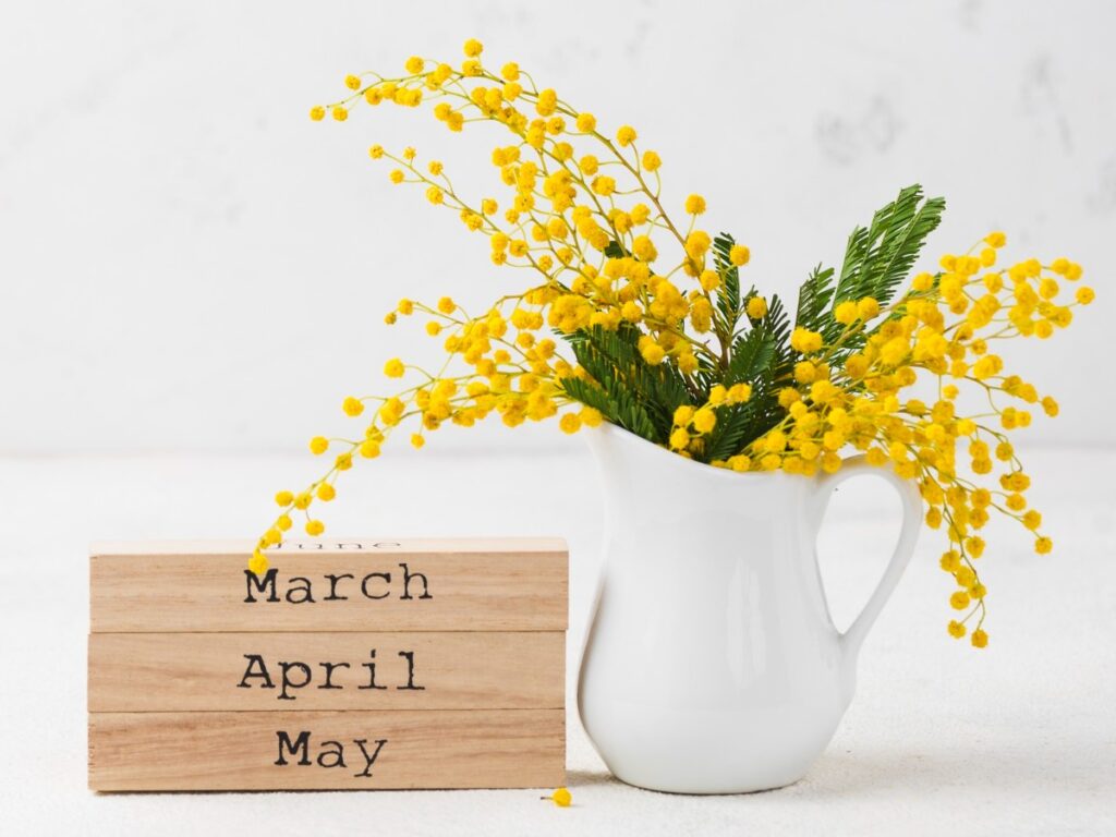 White jug with vibrant yellow mimosa flowers beside wooden blocks reading March, April, May. A fresh, springtime atmosphere is conveyed.