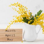 White jug with vibrant yellow mimosa flowers beside wooden blocks reading March, April, May. A fresh, springtime atmosphere is conveyed.